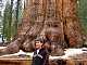 28 - William and a Big Sequoia