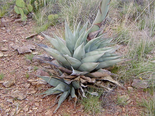 25 - Agave base