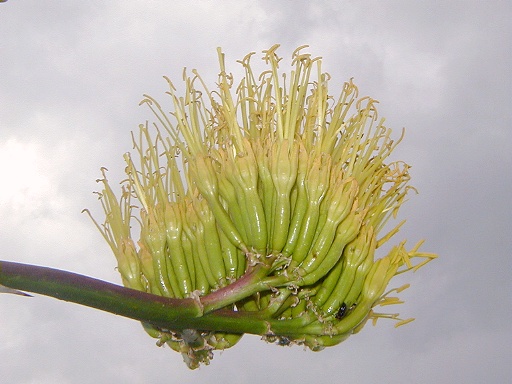 26 - Agave flowers