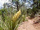 21 - Yucca plant next to trail