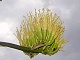 26 - Agave flowers