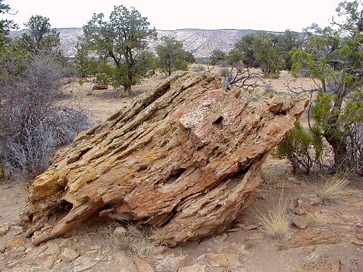 38 - Petrified wood