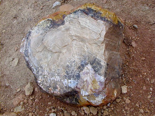 39 - Petrified wood