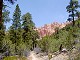 32 - A forested trail with Bryce cliffs in the background