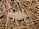 35 - Cute lizard