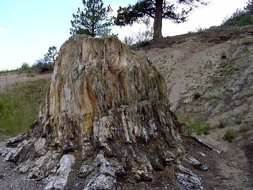 14 - Petrified wood