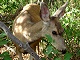 64 - Deer at Mesa Verde