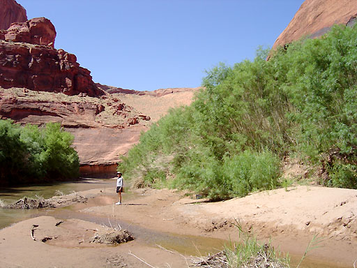 16 - Coyote joining the Escalante