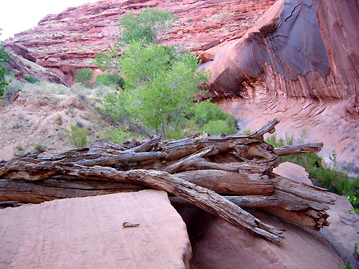 26 - Driftwood logs at camp