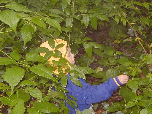 12 - Picking blackberries