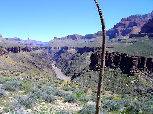 26 - Agave plant