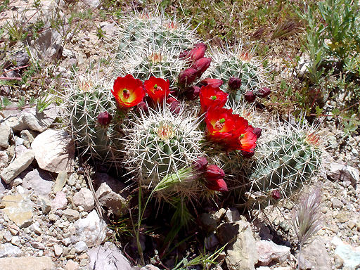 65 - Blooming cactus