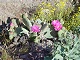 50 - Blooming cactus
