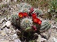 65 - Blooming cactus