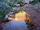 Lonetree reflections