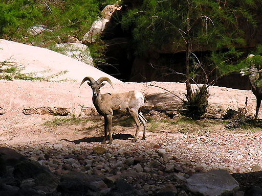 1t - Bighorn Sheep