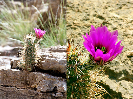 6e - Blooming cactus