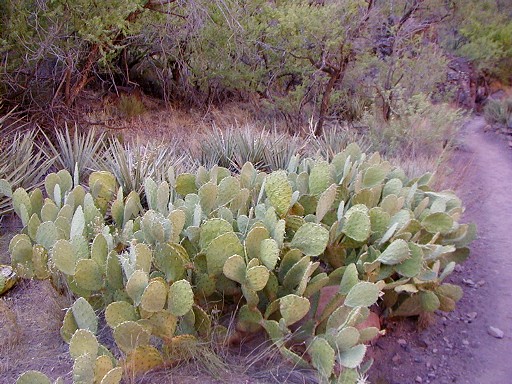 26 - Cactus forest