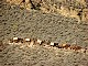 10 - Mule Train