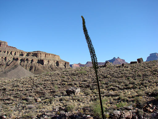 25 - Agavi on Tonto Trail