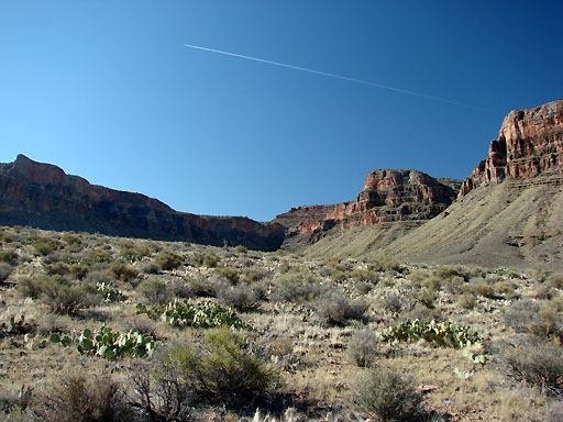 26 - Cactus on Tonto Trail