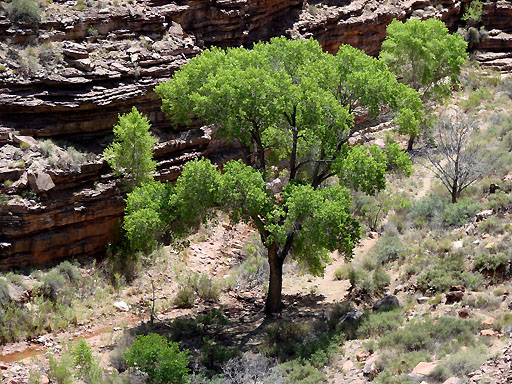 29 - The Tree at Hance Creek