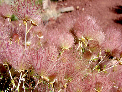 14 - Apache Plume