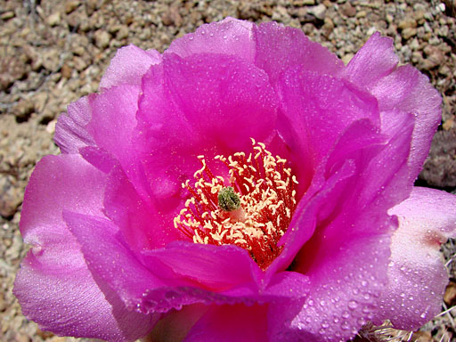16 - Blooming cactus near our Hance Creek camp