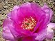 16 - Blooming cactus near our Hance Creek camp