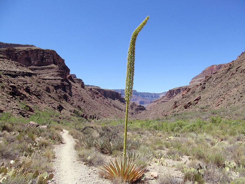 19 - Agave plant