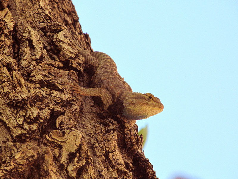 32 - Clear Creek lizard