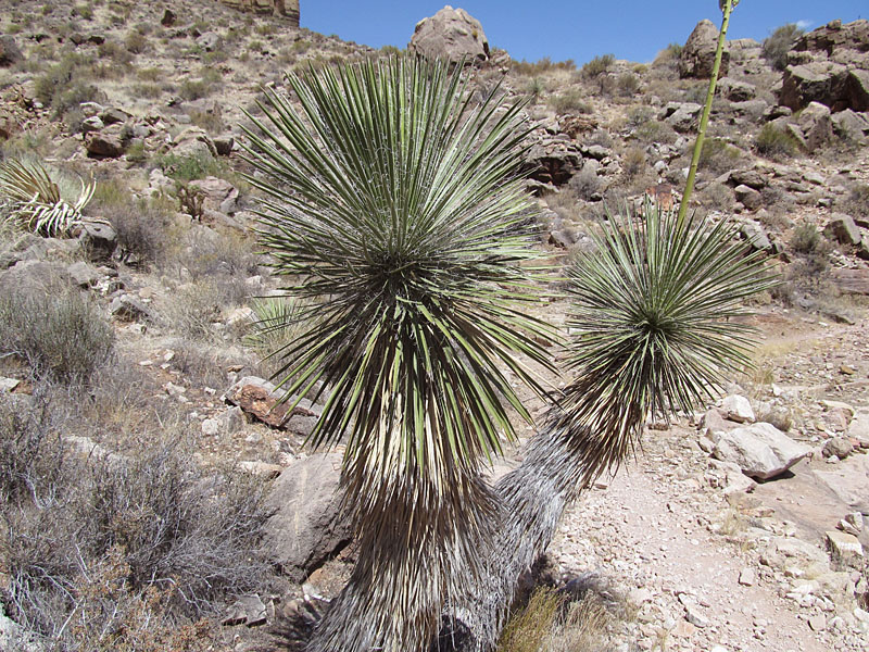 52 - Joshua Trees