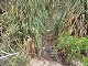 03 - Swampy Burro Spring on Tonto Trail