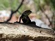 07 - Lizard at Hance Creek