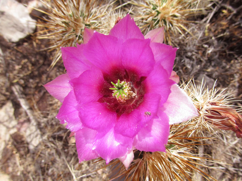 41 - Cactus flower