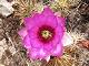 41 - Cactus flower