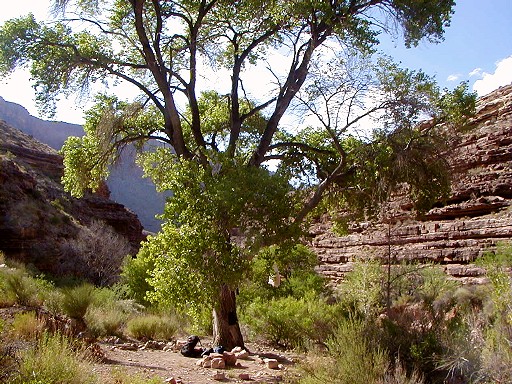 43 - The campsite with the big tree