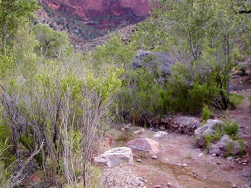 21 - Lush Pipe Creek