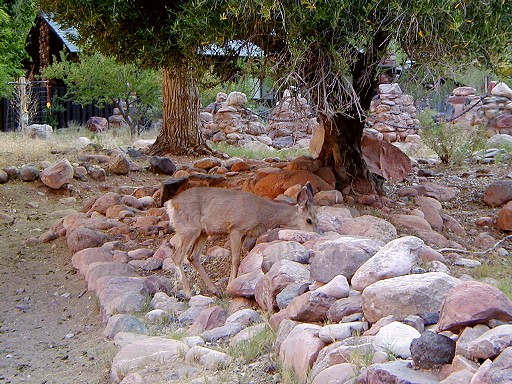 26 - Phantom Ranch deer