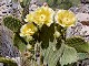 05 - Flowering cactus