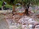 26 - Phantom Ranch deer