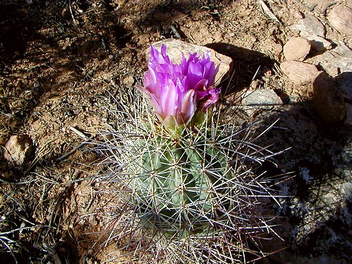 09 - Blooming cactus