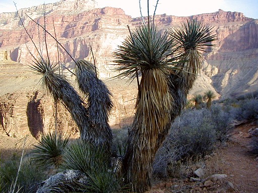 40 - Joshua Trees