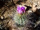 09 - Blooming cactus