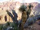 40 - Joshua Trees