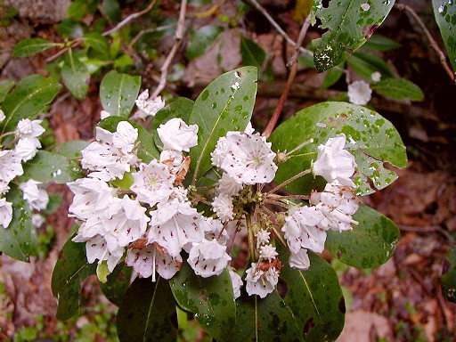 18 - Blooming Rhododendron