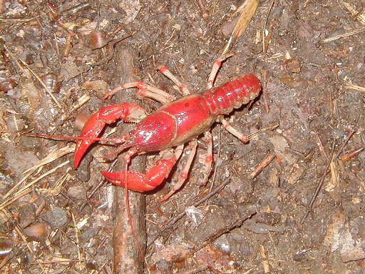24 - Crab