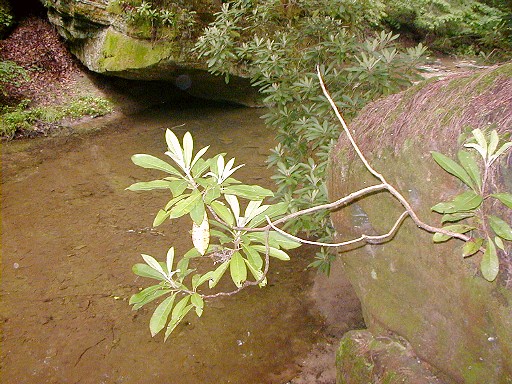 30 - Rhododendron