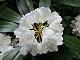 03 - Rhododendron flower