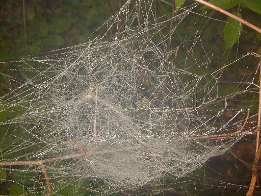 09 - Spider web